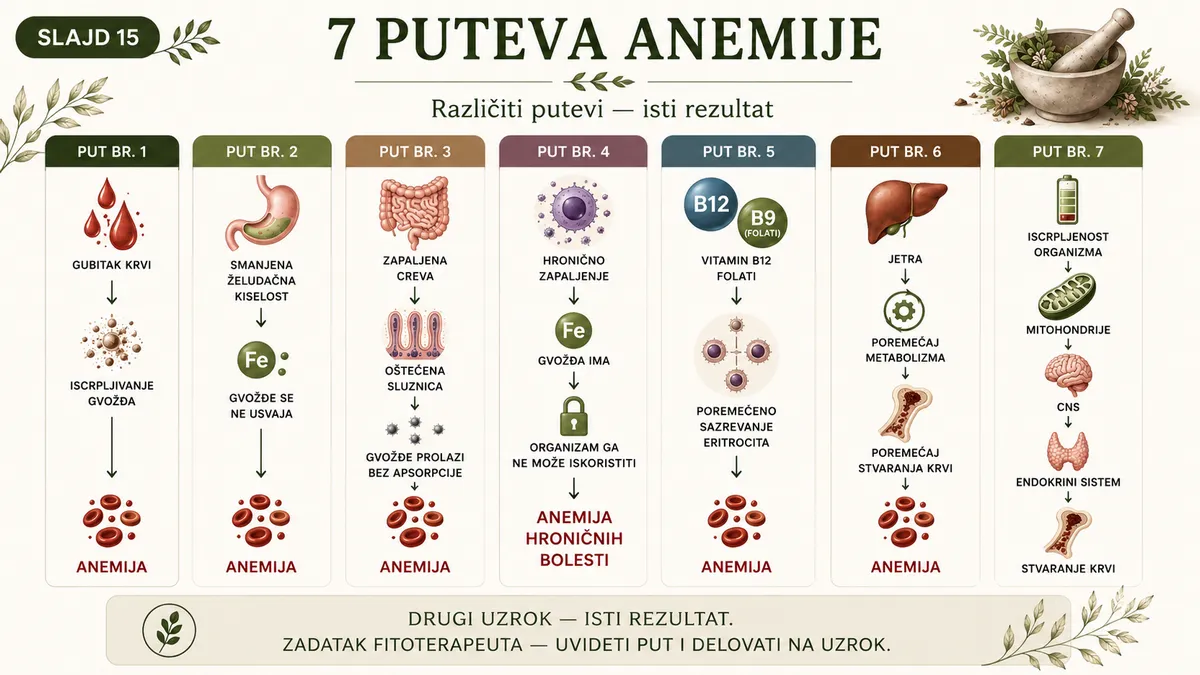 7 puteva nastanka anemije — različiti uzroci, isti rezultat
