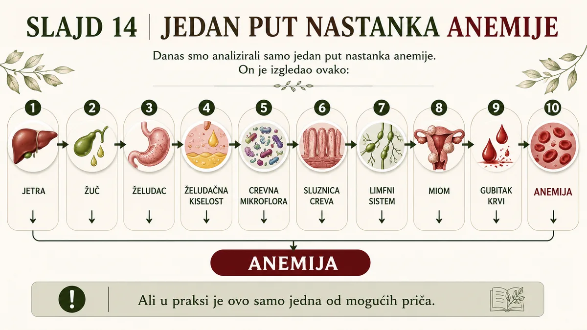 Slajd 14 — Jedan put nastanka anemije: Jetra → Žuč → Želudac → Kiselost → Mikroflora → Sluznica → Limfa → Miom → Gubitak krvi → Anemija