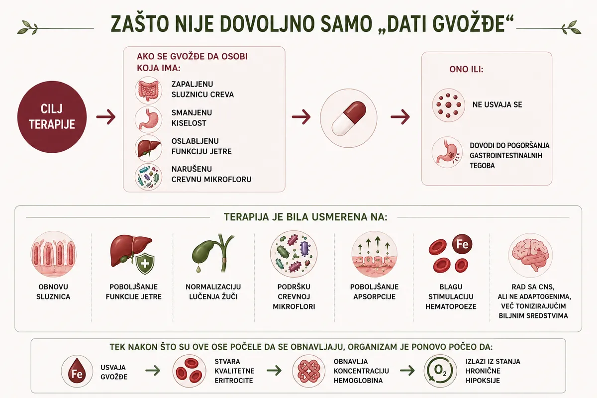 Zašto nije dovoljno samo dati gvožđe — fitoterapijski pristup obnove sistema